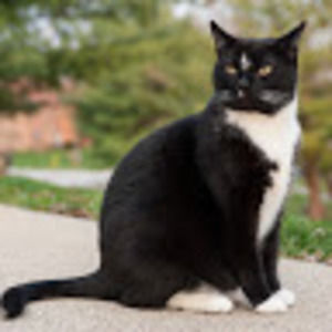 Meet your Posher, Chelsea